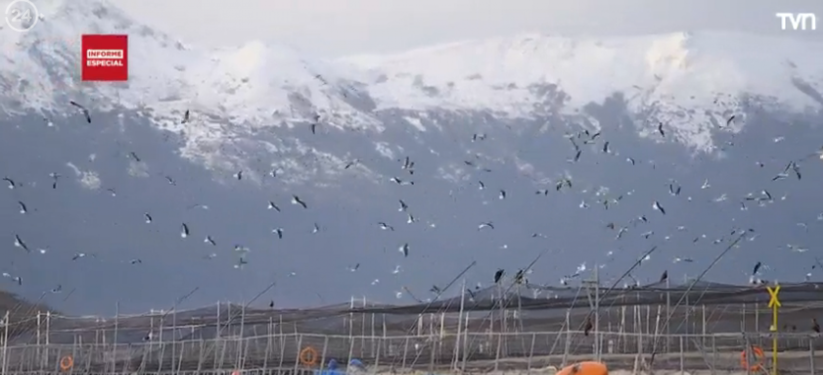 Caso Nova Austral, en la mira de la Superintendencia de Medioambiente