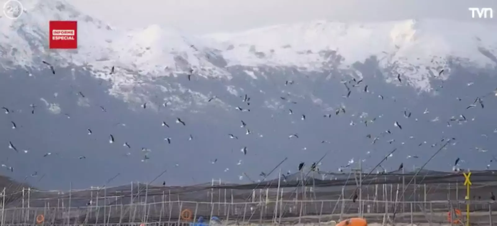 Caso Nova Austral, en la mira de la Superintendencia de Medioambiente