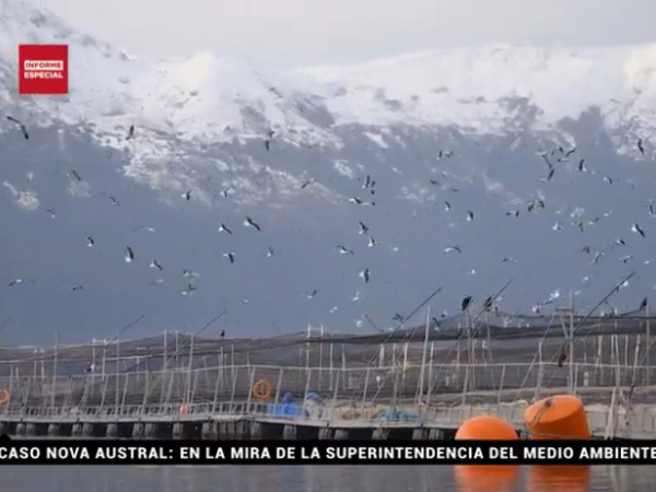 Caso Nova Austral, en la mira de la Superintendencia de Medioambiente