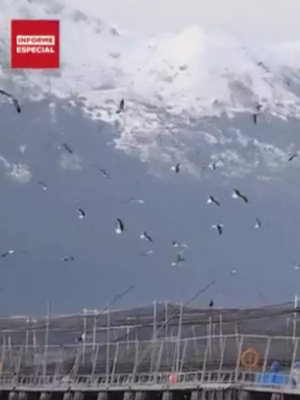 Caso Nova Austral, en la mira de la Superintendencia de Medioambiente