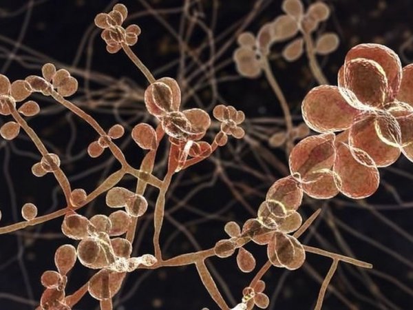 Sporothrix brasiliensis, hongo de los fato