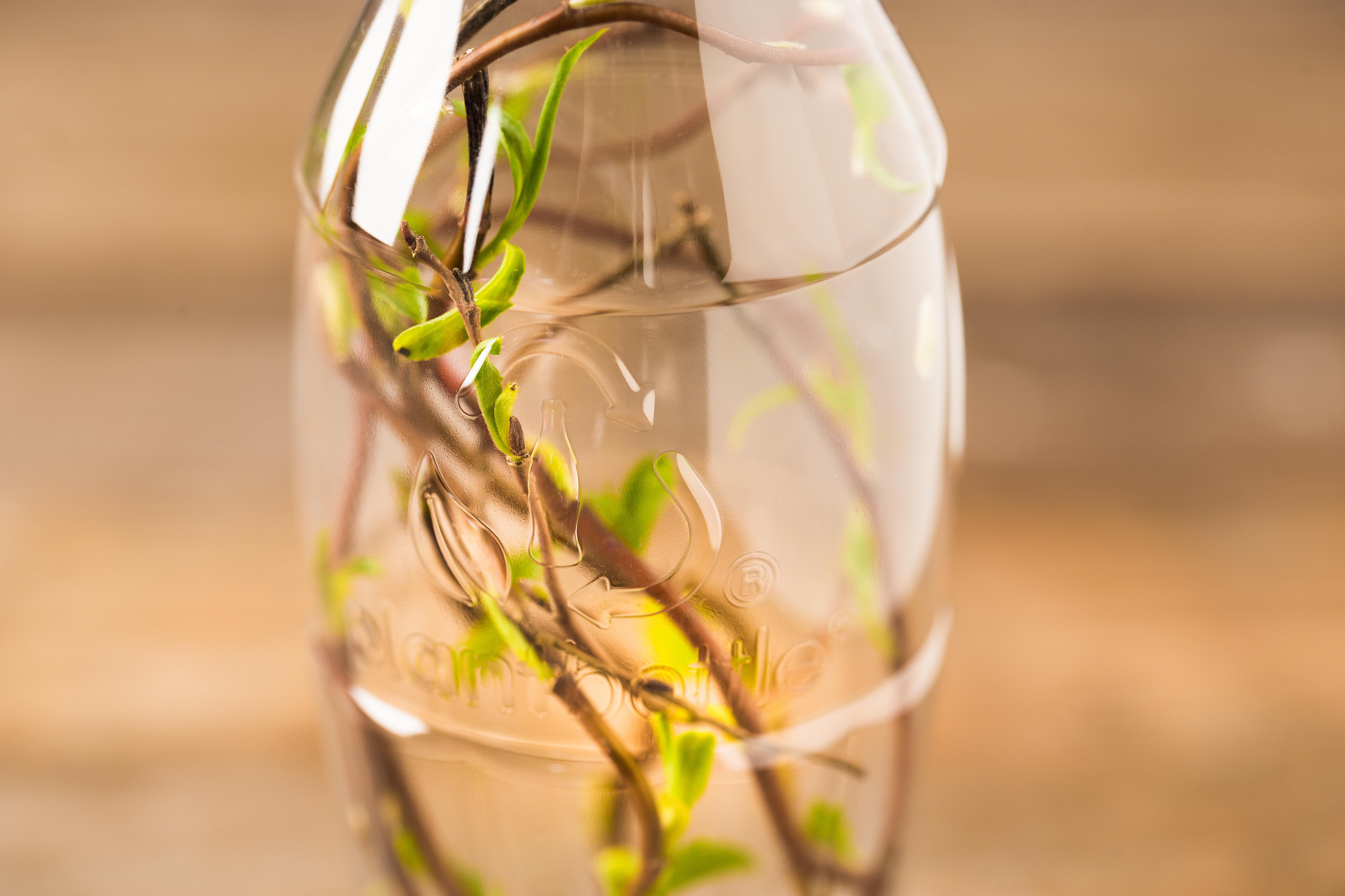 Botella con una planta al interior.