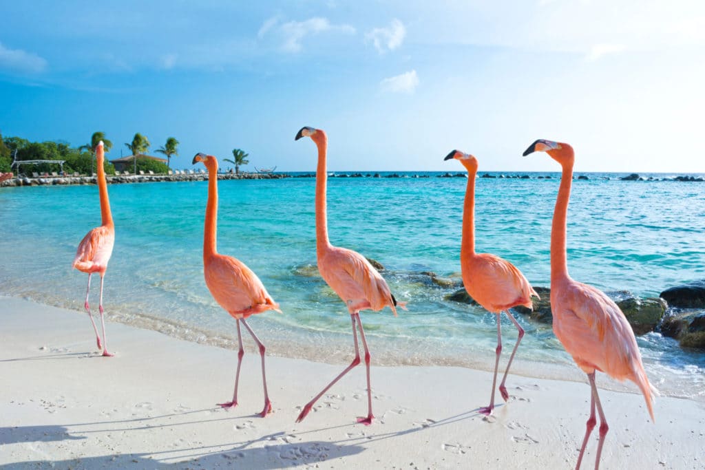 Flamencos en una playa