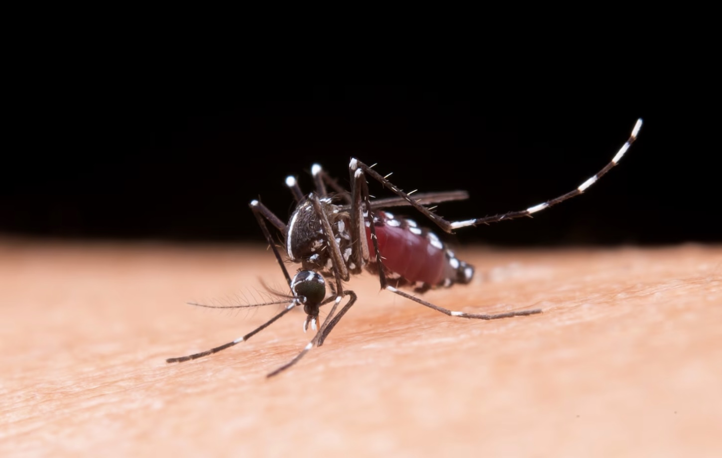 Mosquito en un brazo