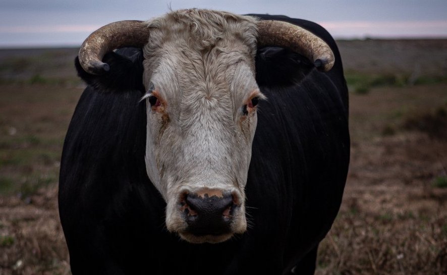 Vaca, representando a Tauro.