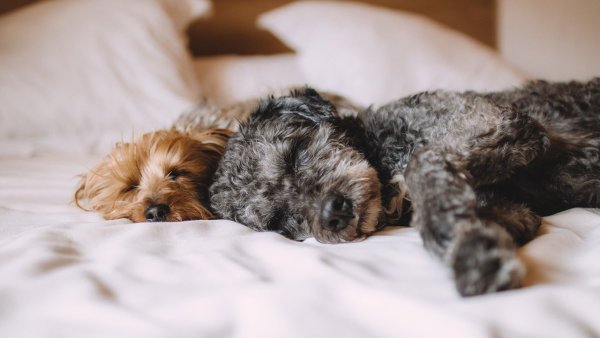 Dos perros recostados en una cama.