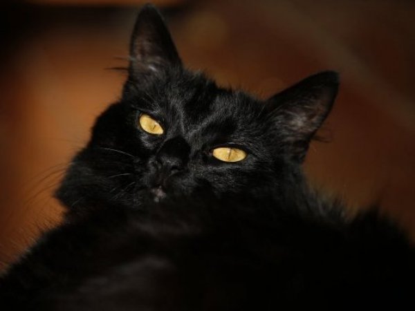 Gato negro.