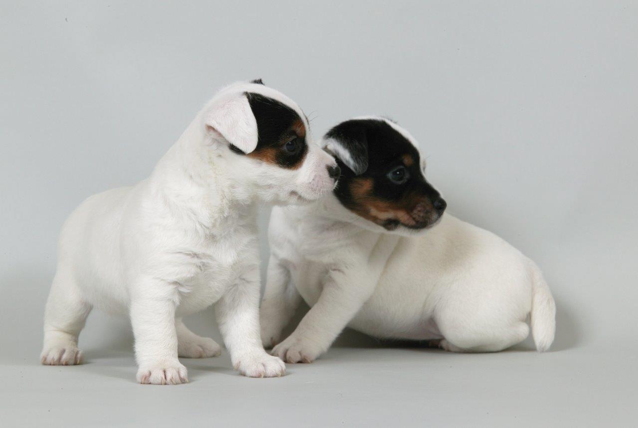 Perros. Dos Cachorros.