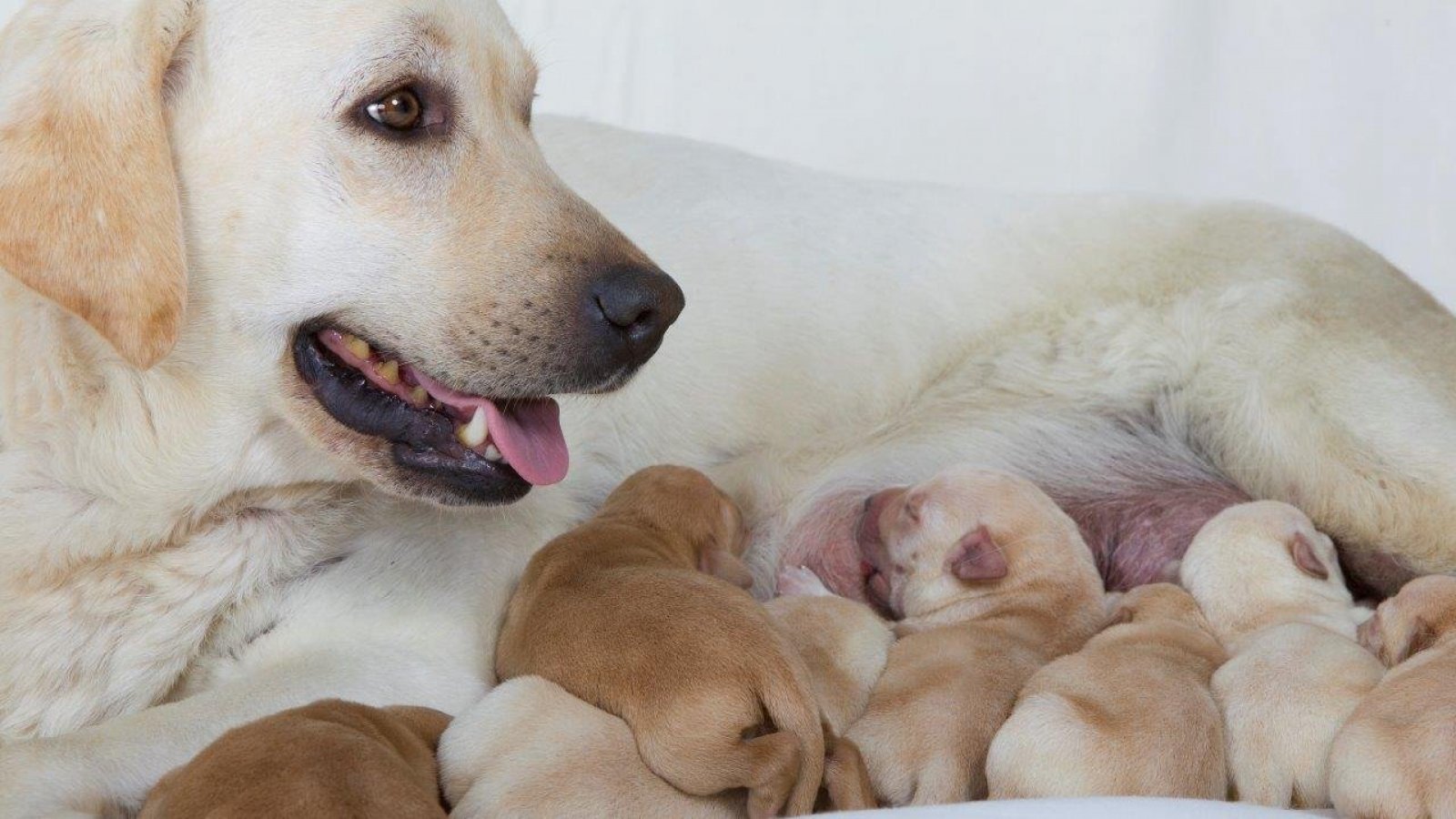 Perros. Mamá perro. Cachorros.