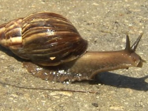 Caracol gigante africano