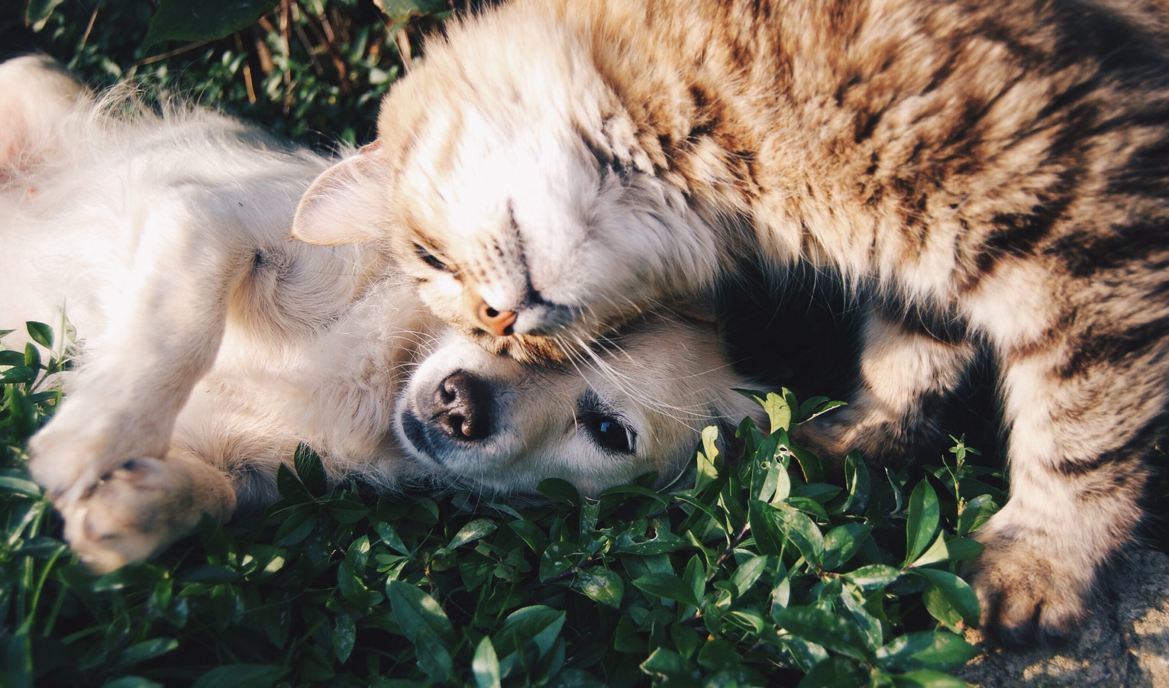 Mascotas. Perro y Gato. 