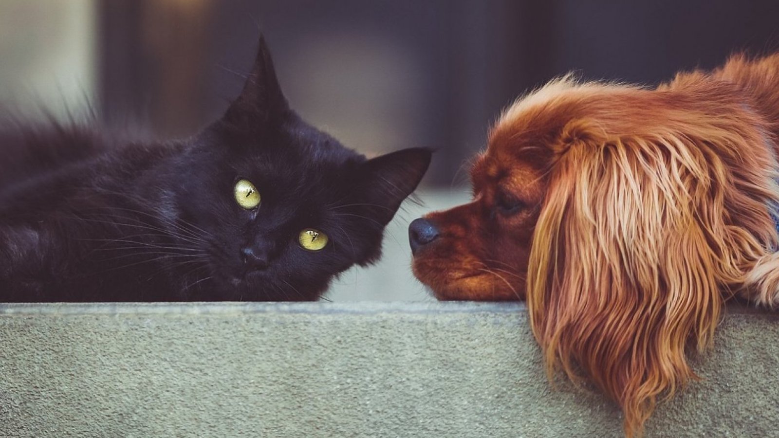 Mascotas. Perros y gatos.