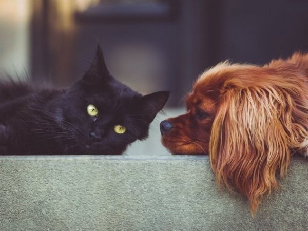 Mascotas. Perros y gatos.