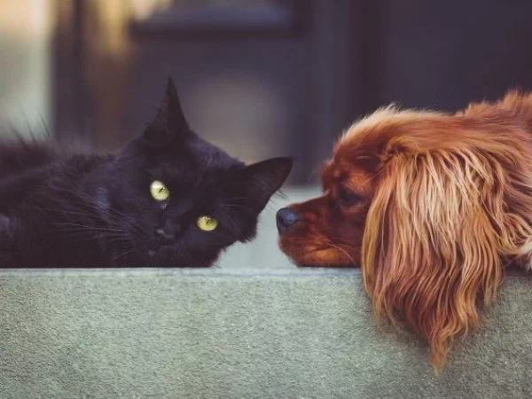 Mascotas. Perros y gatos.