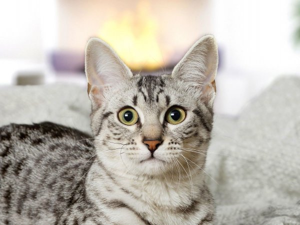 Día Internacional del Gato, mascota