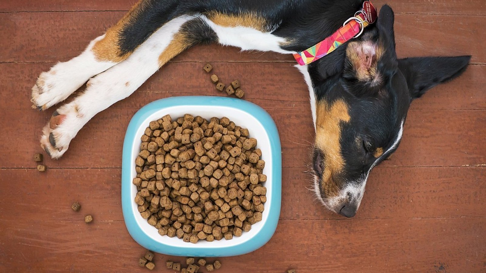 Mascotas. Perro con plato de comida.