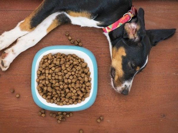 Mascotas. Perro con plato de comida.