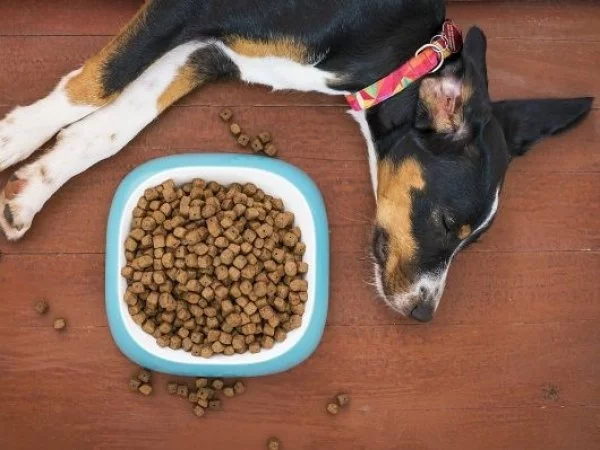 Mascotas. Perro con plato de comida.