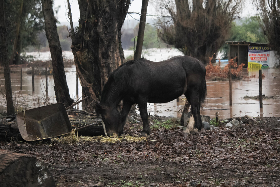 Caballo e inundaciones.