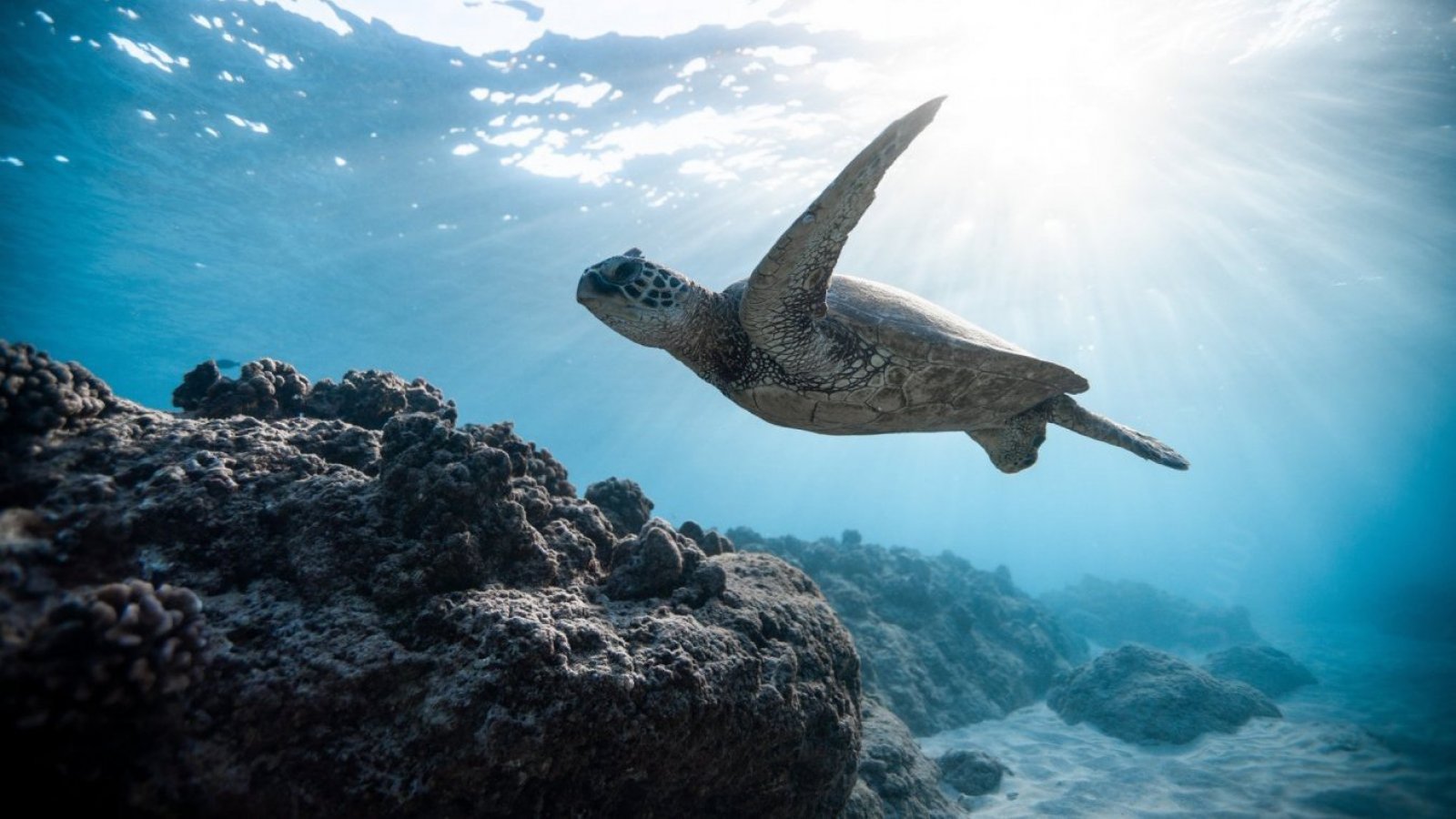 Cambio climático. Ecosistema marino.