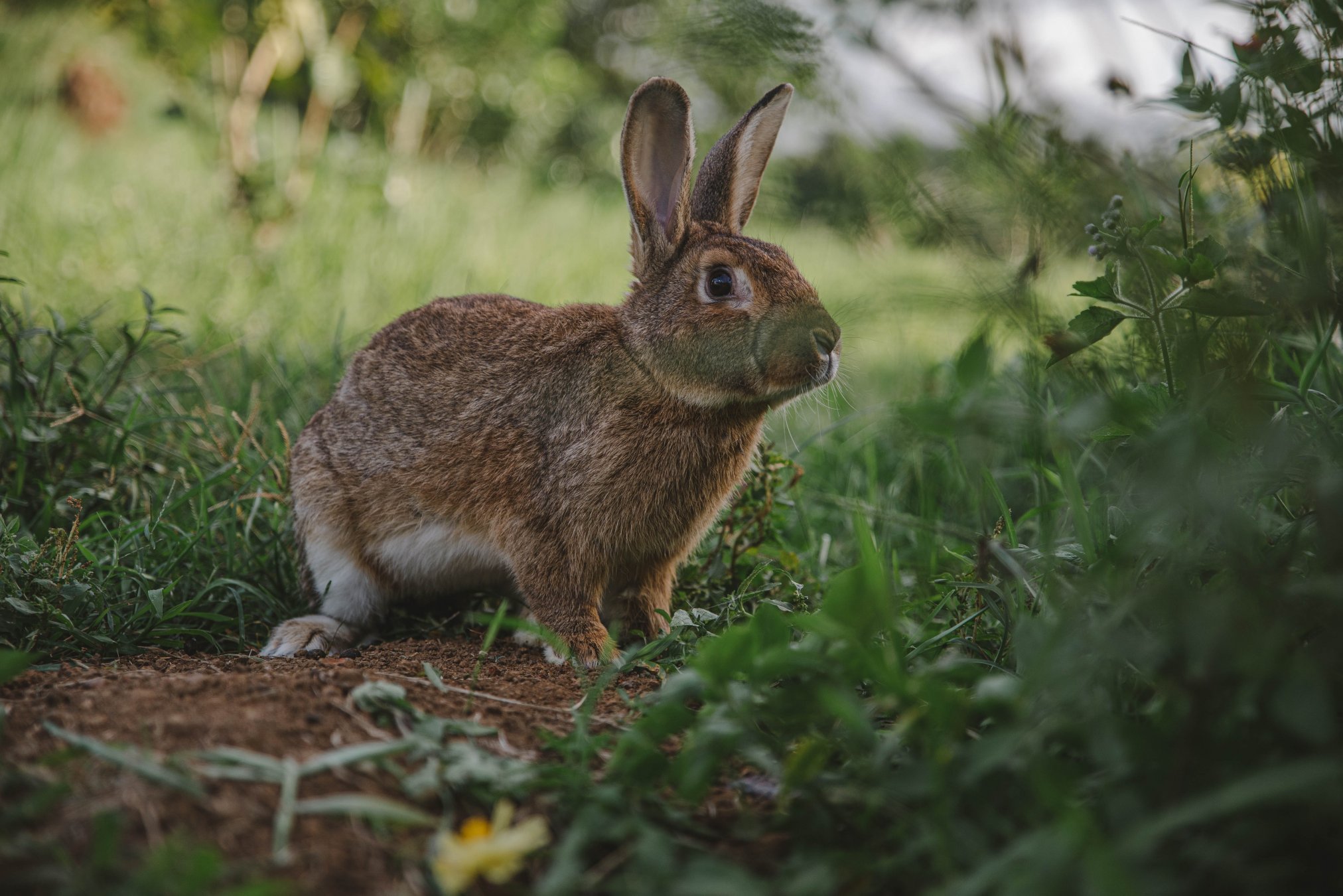 Equinoccio de primavera. Conejo en el campo. 