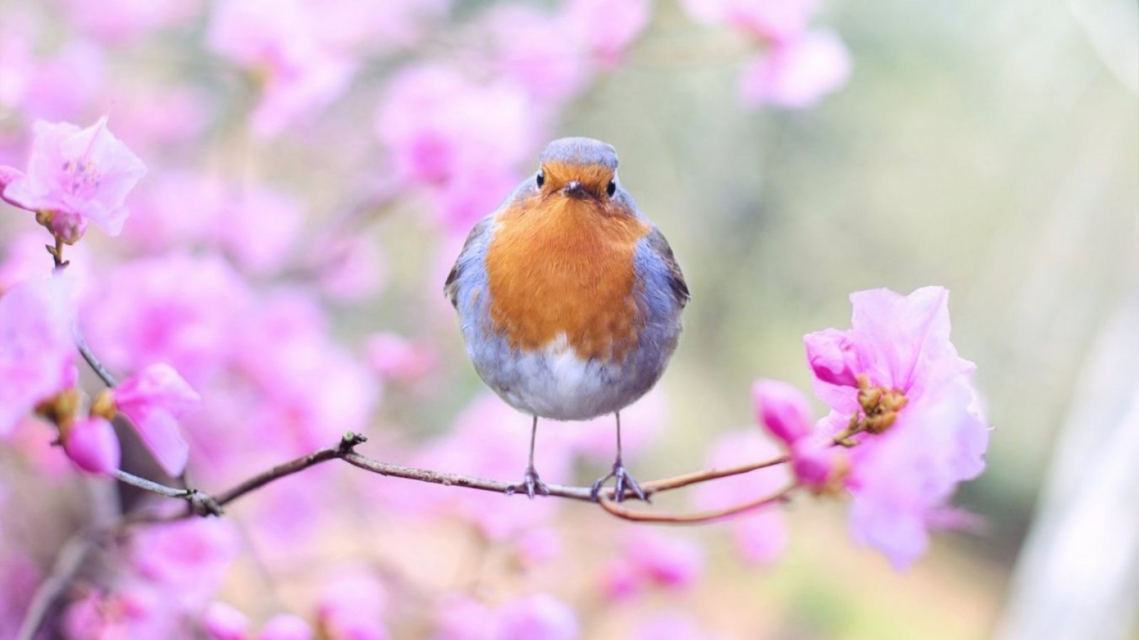 Equinoccio de primavera. Pájaro posado en un árbol de cerezo.