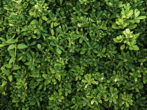 New plant species in southwest China. Oreocharis oriolus.