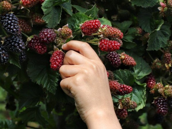 Berries, frutillas y frambuesas, ¿sabias qué?, 2023.