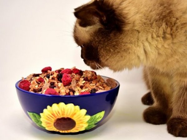 Mascotas. Gato comiendo.