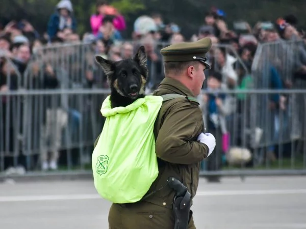 Cachorro Parada Militar 2023