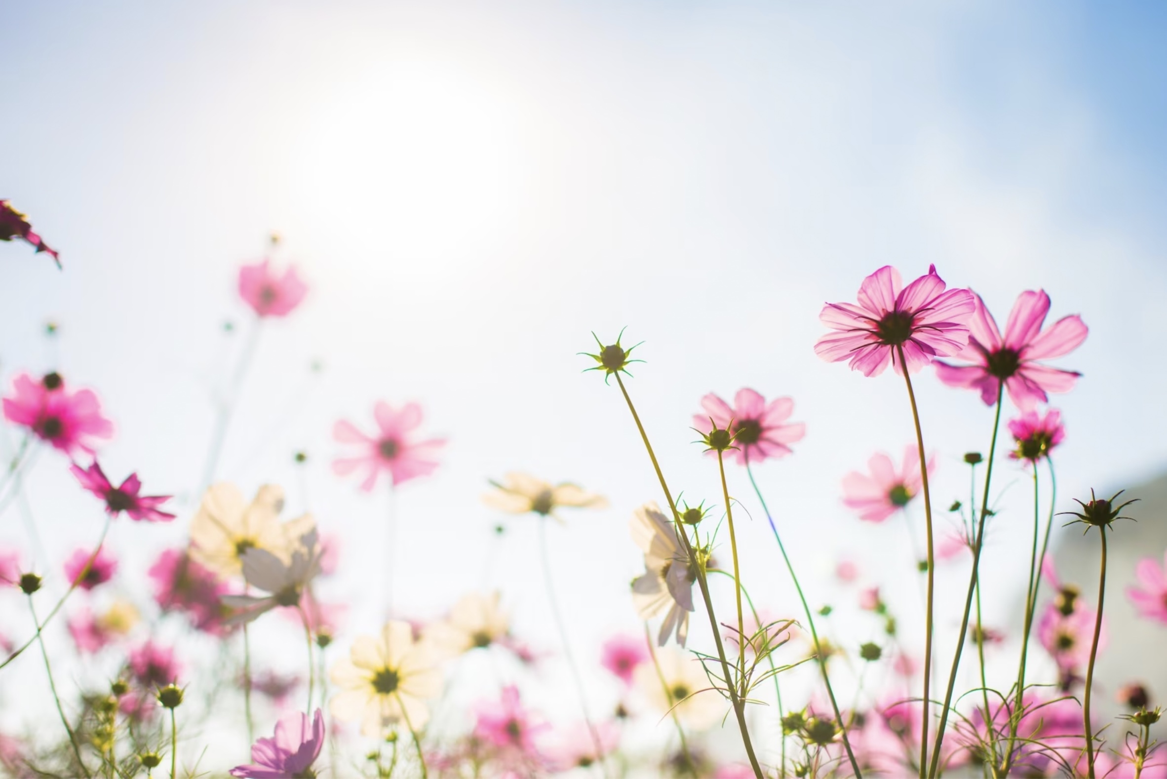 Flores rosadas en un campo. Primavera. Equinoccio de primavera