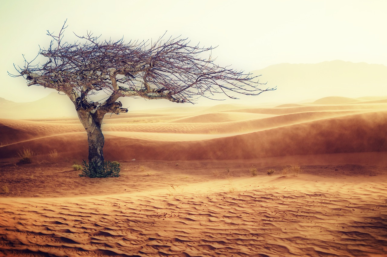 Cambio Climático. Desierto. 