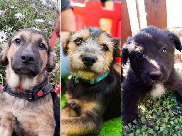 Grupo Marina organiza jornada de adopción en Viña y Concepción