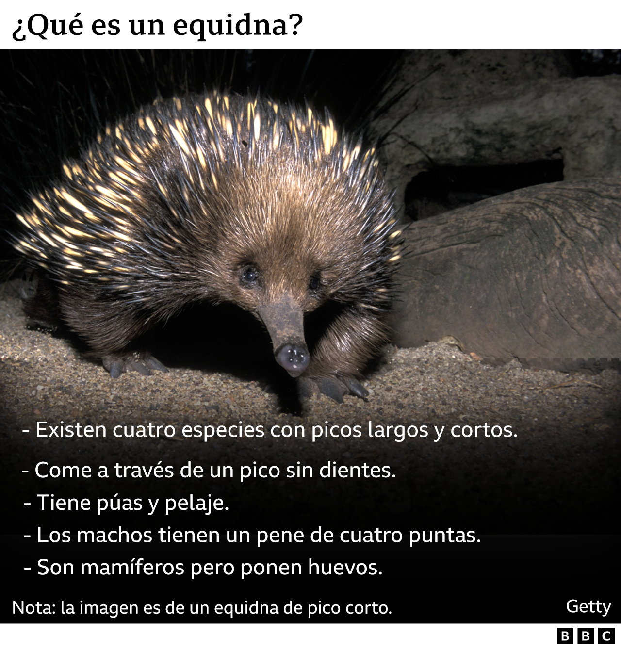 Gráfico sobre los equidna.