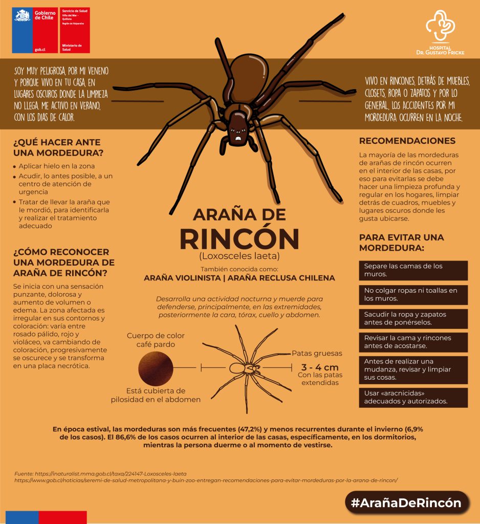 Afiche sobre la araña de rincón