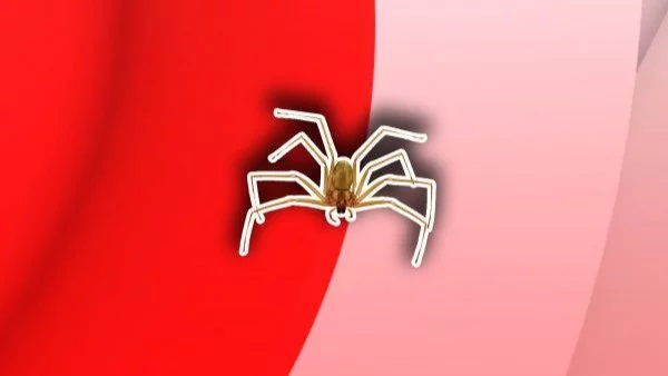 Araña de rincón