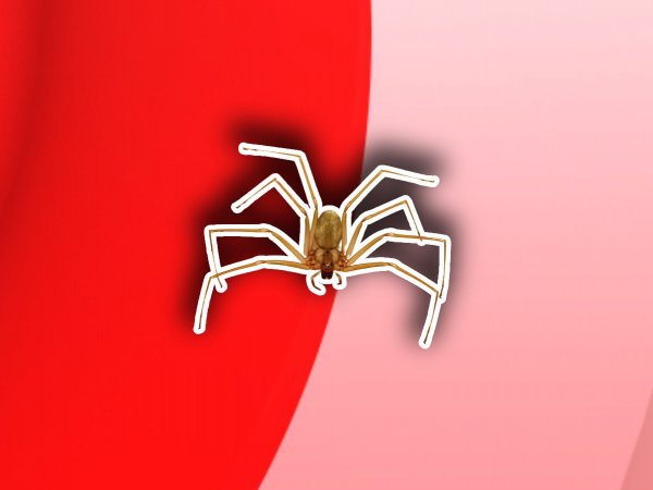Araña de rincón