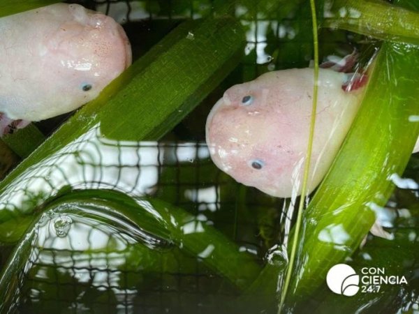 Ajolotes, México, 2023.