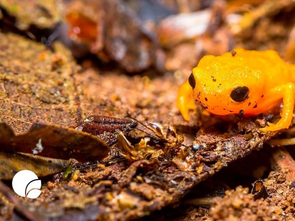 Rana, Brachycephalus ephippium, Universidad del Sur de Illinois Edwardsville, 2023.