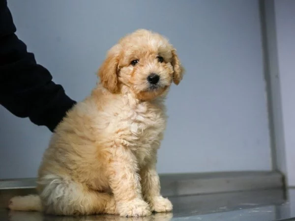 Foto: Mascotas en Año Nuevo 2024.