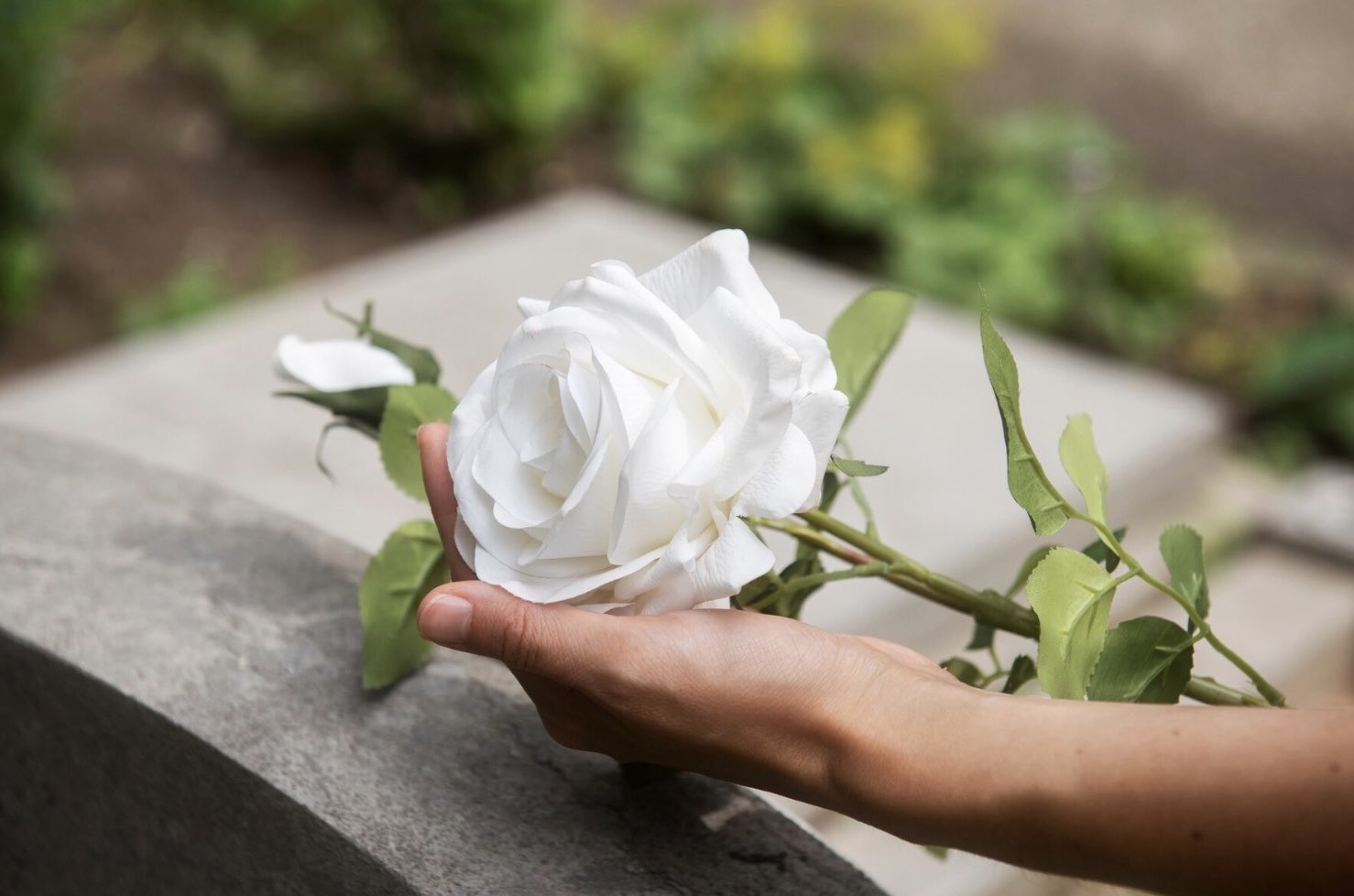 Flor en el cementerio. Condolencias.