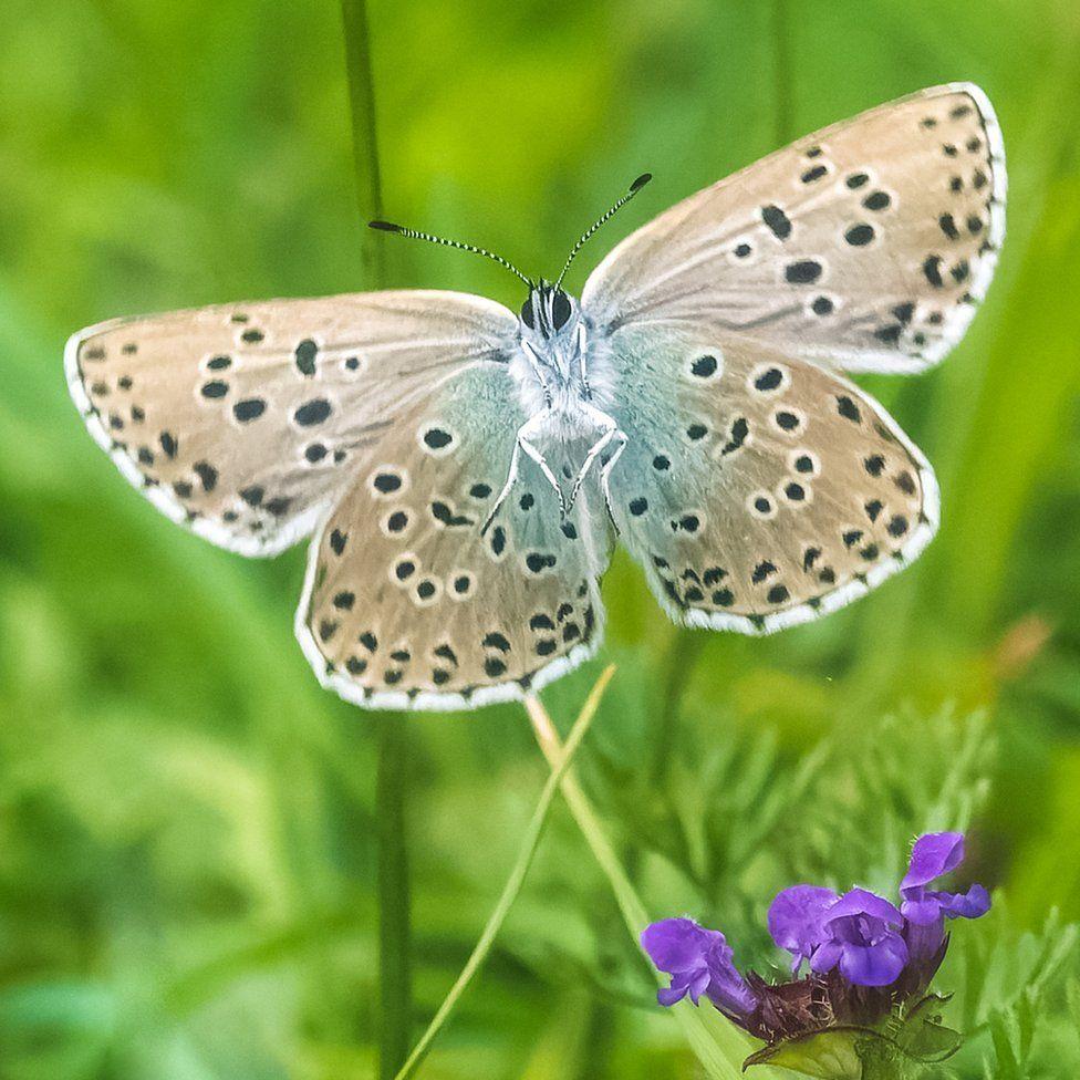 Mariposa