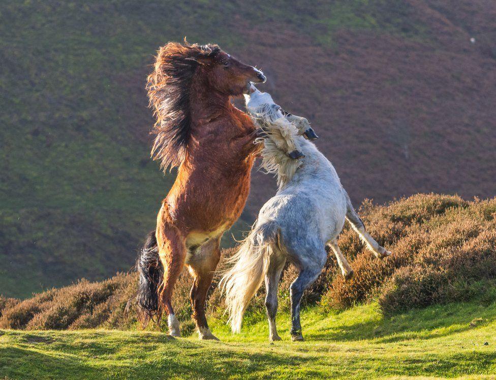 Caballos peleando