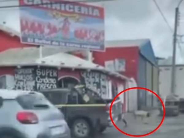Video viral cerdo Punta Arenas