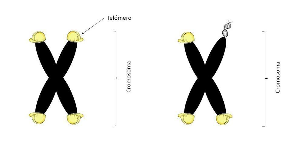 Telómero.