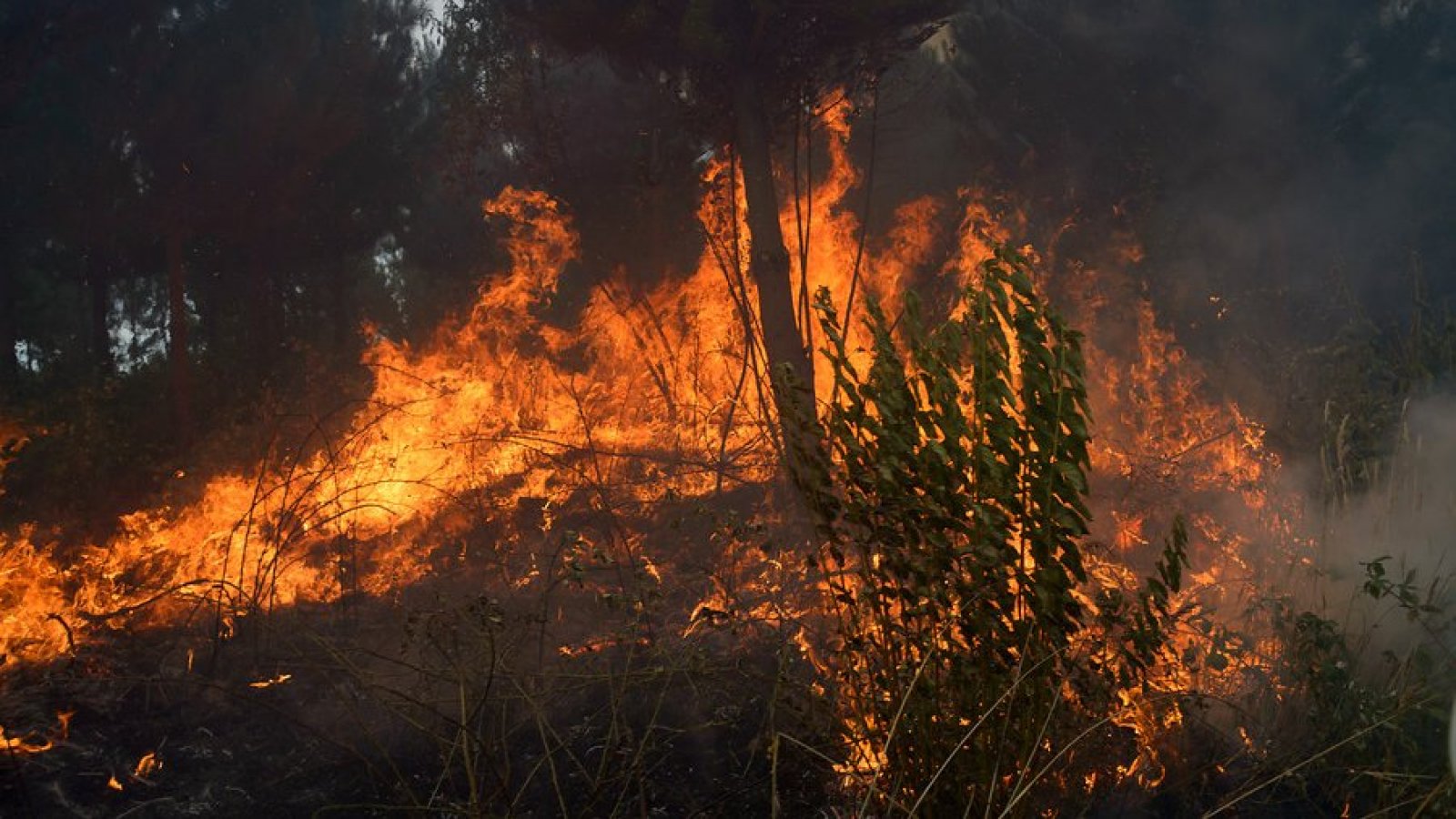 Incendio Galvarino