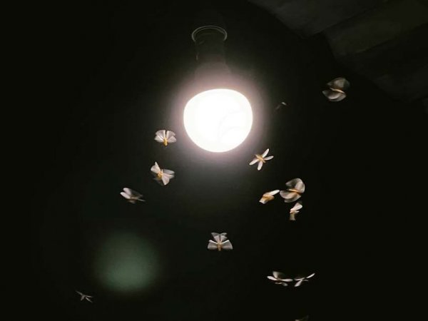 Polillas, Luz, 2024.