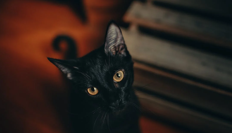 Gato negro.