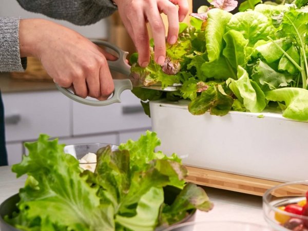 WeFarm, Chile, 2024.