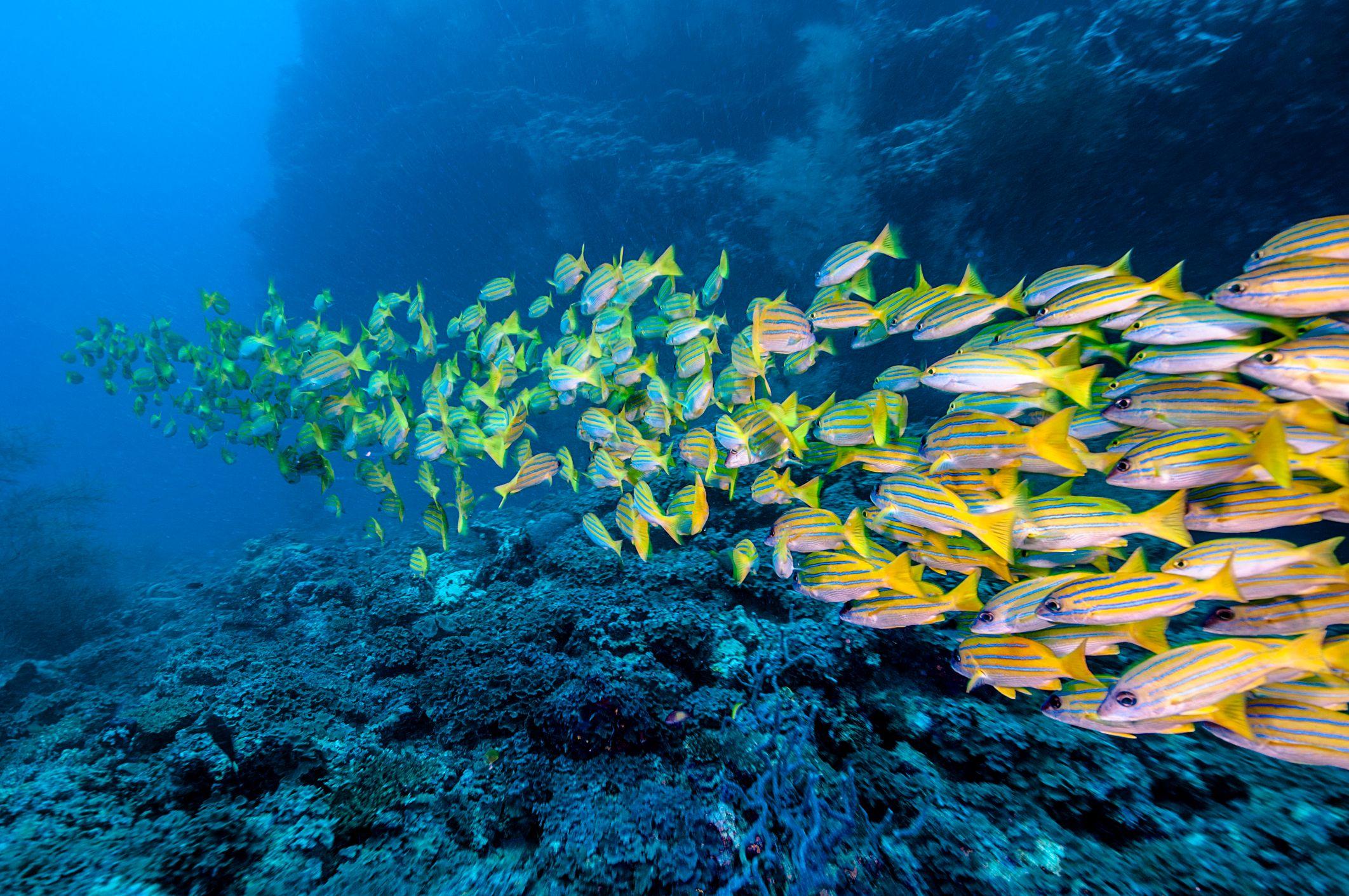 Peces en el agua.